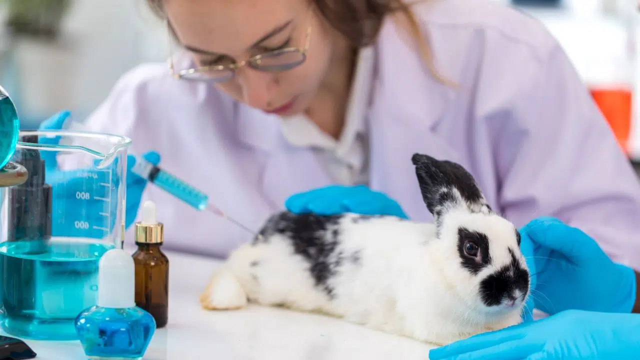Journée mondiale des animaux dans les Laboratoires le 24 avril 2024 Journée mondiale des animaux dans les Laboratoires le 24 avril 2024