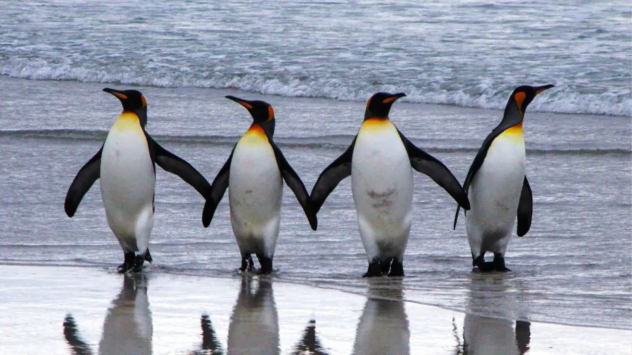 Journée mondiale des manchots le 25 avril 2024 Journée mondiale des manchots le 25 avril 2024