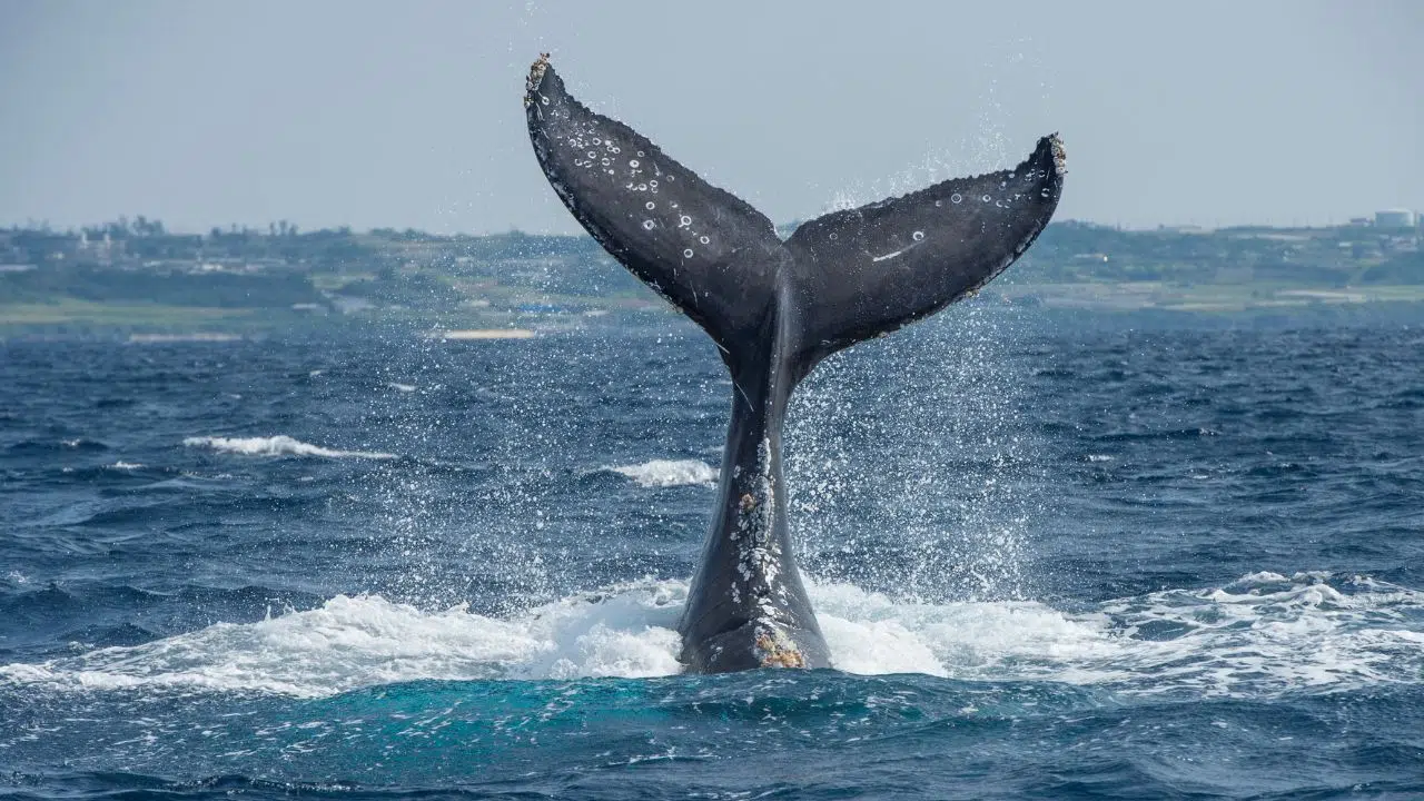Les lieux les plus incroyables pour observer des baleines à travers le monde Les lieux les plus incroyables pour observer des baleines à travers le monde