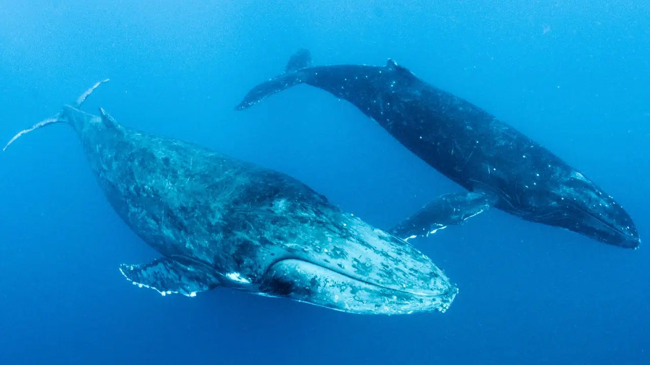 Les scientifiques ont réussi à dialoguer avec les baleines à bosse Les scientifiques ont réussi à dialoguer avec les baleines à bosse