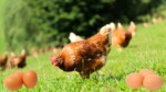 Qui de l’œuf ou la poule est apparu en premier Réponse scientifique sur ce dilemme ancestral