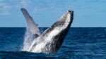 Video exceptionnelle d'une baleine à bosses au large d'hendaye