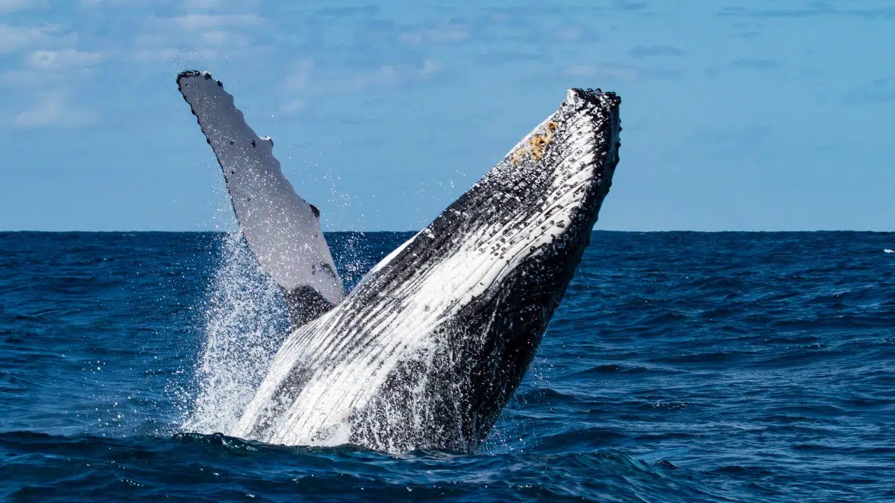Video exceptionnelle d'une baleine à bosses au large d'hendaye Video exceptionnelle d'une baleine à bosses au large d'hendaye