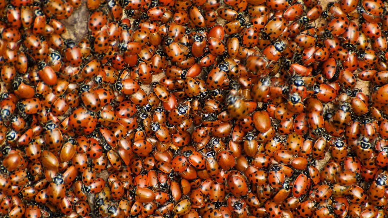 10 vraiment faits insolites sur les coccinelles que peu de personnes savent 10 vraiment faits insolites sur les coccinelles que peu de personnes savent