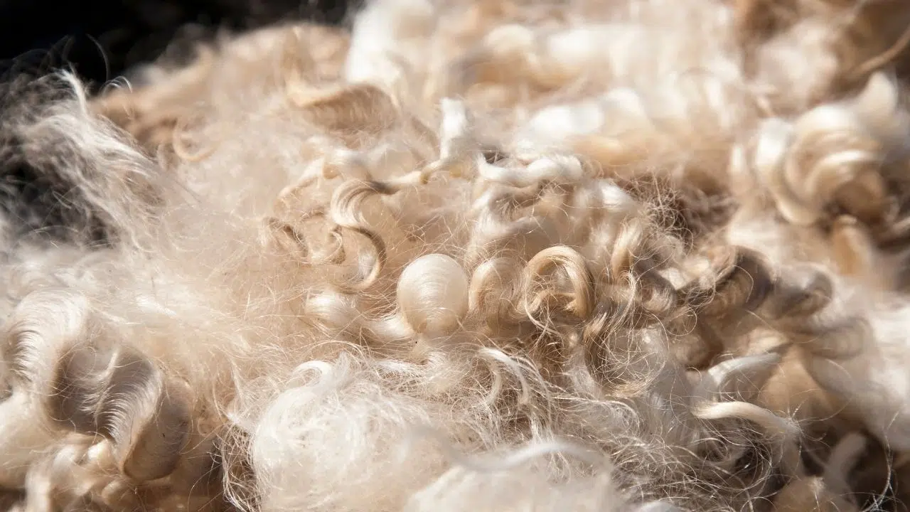 Cette laine est la la plus chère du monde