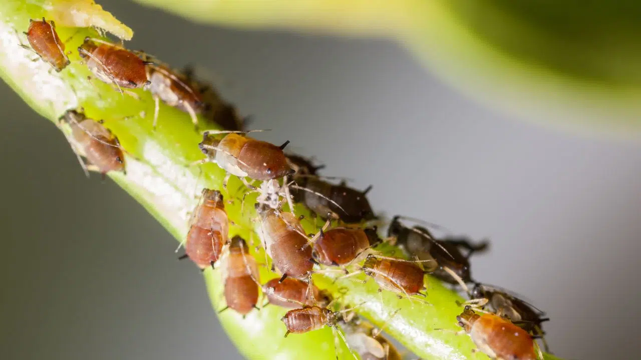 Comment se débarrasser des pucerons de façon naturelle