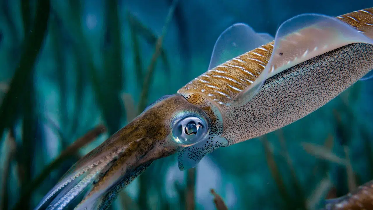 Découverte étonnante la vie sexuelle des calamars influencée par leur date de naissanceétonnante la vie sexuelle des calamars influencée par leur date de naissance Découverte étonnante la vie sexuelle des calamars influencée par leur date de naissance