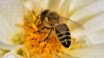 Journée mondiale des abeilles le 20 mai 2024