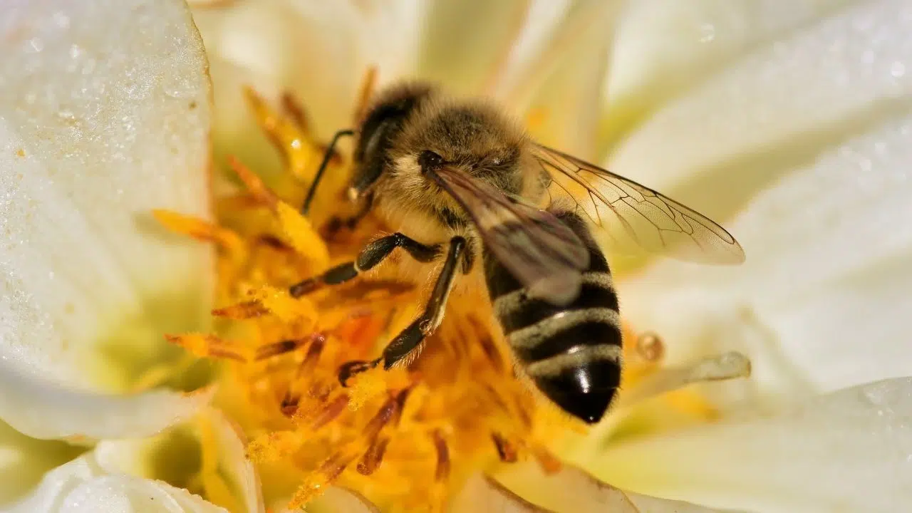 Journée mondiale des abeilles le 20 mai 2024 Journée mondiale des abeilles le 20 mai 2024