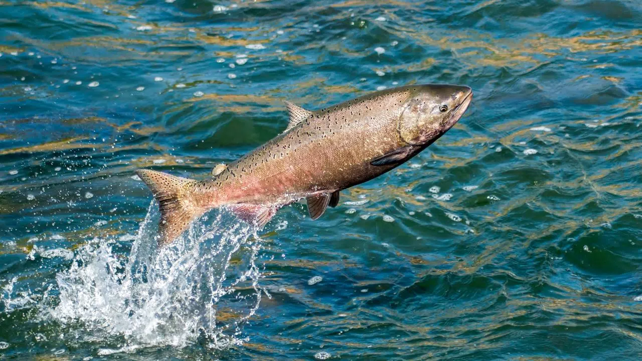 Journée mondiale des poissons migrateurs le 21 mai 2024 Journée mondiale des poissons migrateurs le 21 mai 2024