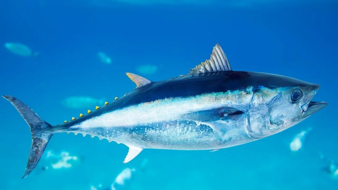 Journée mondiale du thon le 2 mai 2024 Journée mondiale du thon le 2 mai 2024