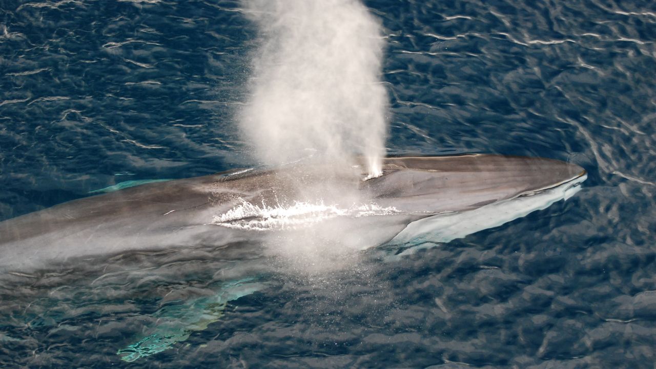 Le Kangei Maru nouveau navire-usine de 120 mètres de long part en mer chasser 200 baleines Le Kangei Maru nouveau navire-usine de 120 mètres de long part en mer chasser 200 baleines