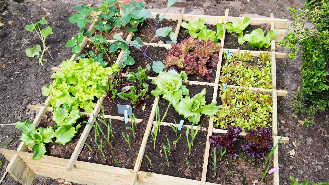 Que semer, planter dans son jardin au moi de Mai