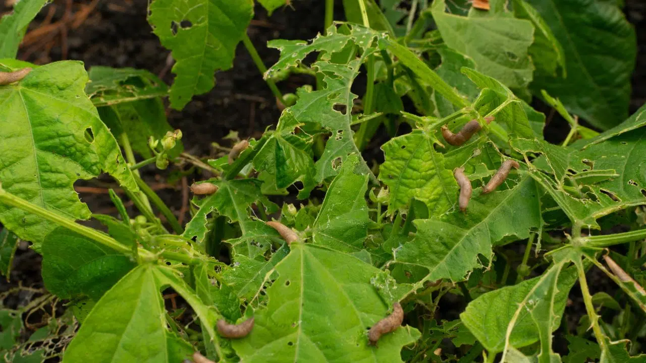 Stratégies efficaces pour éloigner les limaces et les escargots de votre jardin Stratégies efficaces pour éloigner les limaces et les escargots de votre jardin