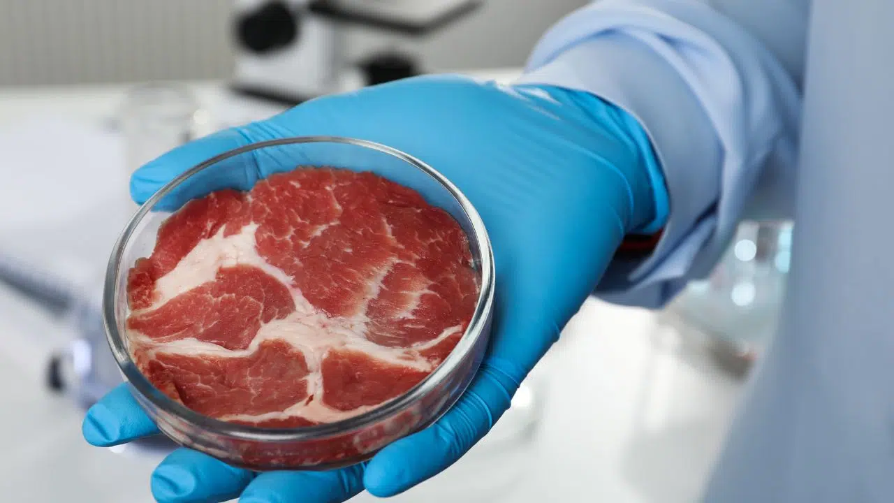 Viande cultivée en laboratoire, où en sommes-nous Viande cultivée en laboratoire, où en sommes-nous