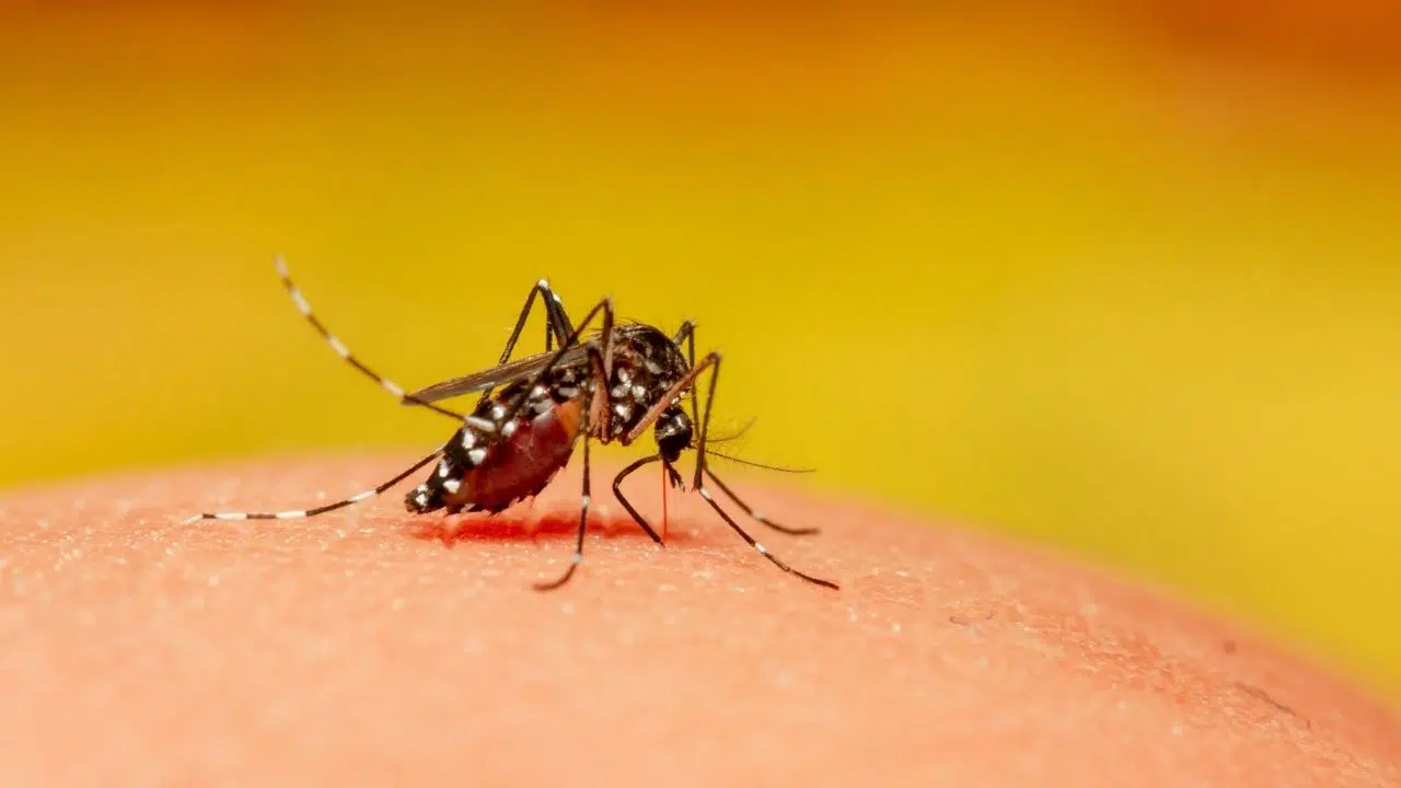 Virus « exotiques » en France  un sujet plus que jamais d'actualité