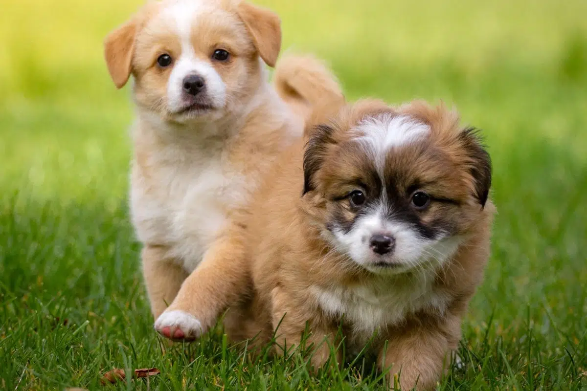 Découvrez comment les chiots manipulent leur mère grâce à cette étude stupéfiante du CNRS Découvrez comment les chiots manipulent leur mère grâce à cette étude stupéfiante du CNRS