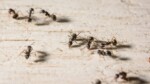 10 méthodes de grand-mère pour se débarrasser des fourmis et 3 bonus