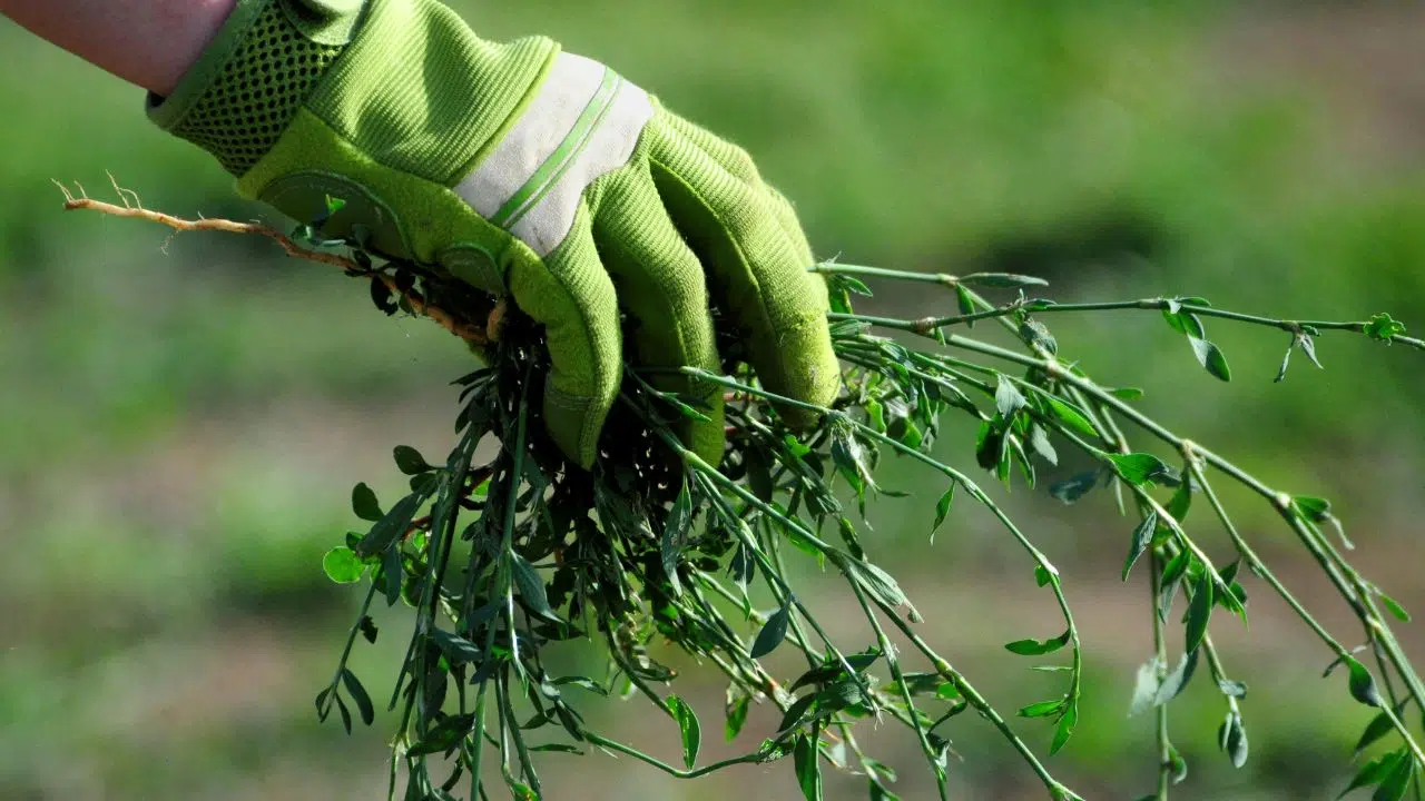 7 Mauvaises Herbes Qu'il ne faut pas arracher 7 Mauvaises Herbes Qu'il ne faut pas arracher