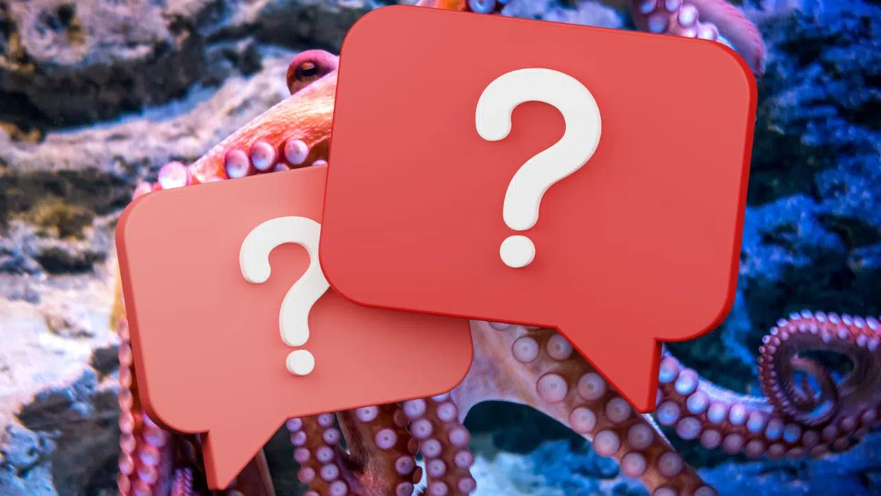 Cet animal possède trois cœurs, comment est ce possible Cet animal possède trois cœurs, comment est ce possible