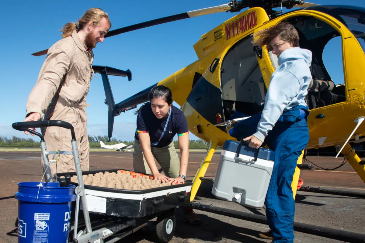 250 000 moustiques libérés chaque semaine pour sauver l'environnement ? Explication sur ce qui est tout sauf une fantaisie et pourrait être le dernier rempart pour certaines espèces 250 000 moustiques libérés chaque semaine pour sauver l'environnement ? Explication sur ce qui est tout sauf une fantaisie et pourrait être le dernier rempart pour certaines espèces