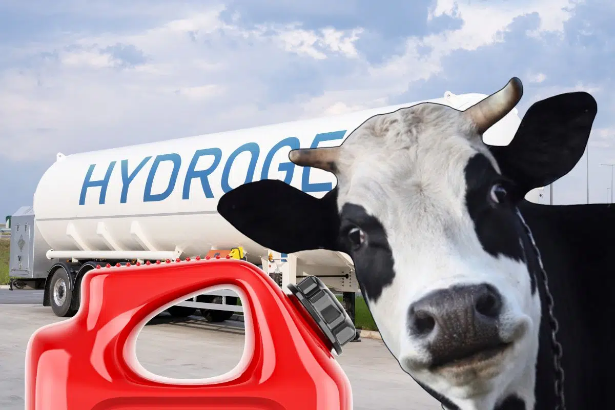 Ce nouveau procédé insolite et révolutionnaire permet de produire de l'hydrogène vert... À partir de vache Ce nouveau procédé insolite et révolutionnaire permet de produire de l'hydrogène vert... À partir de vache
