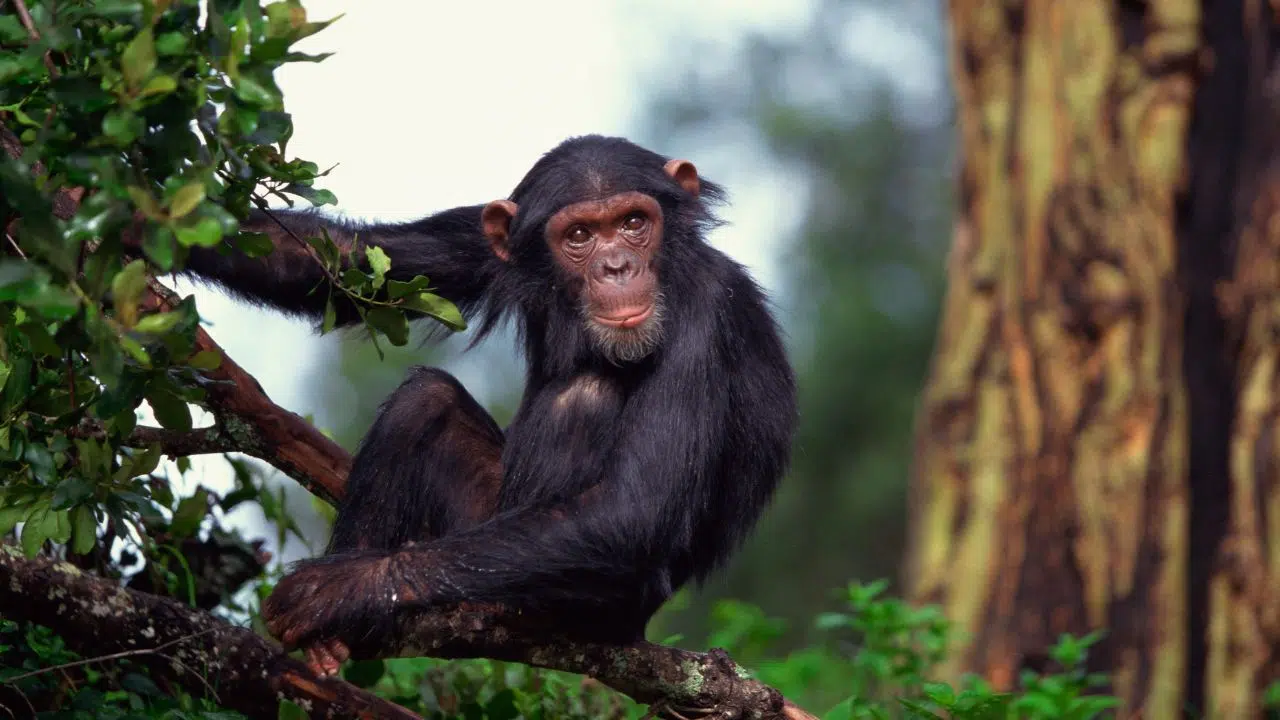 Etude Les chimpanzés sauvages recherchent des plantes médicinales pour se soigner des maladies et blessures