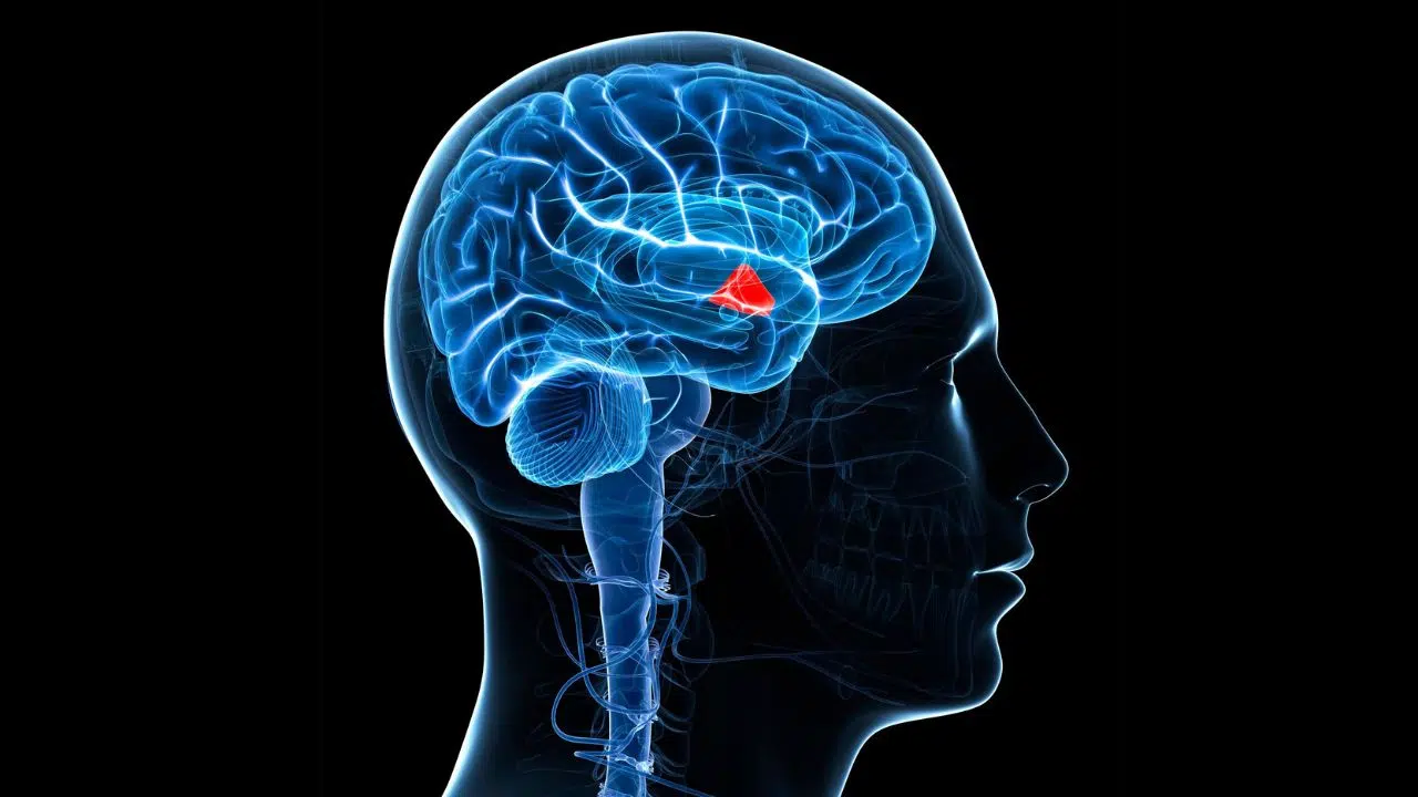 Fuir ou combattre Comment l'hypothalamus manipule nos décisions de survie Fuir ou combattre Comment l'hypothalamus manipule nos décisions de survie