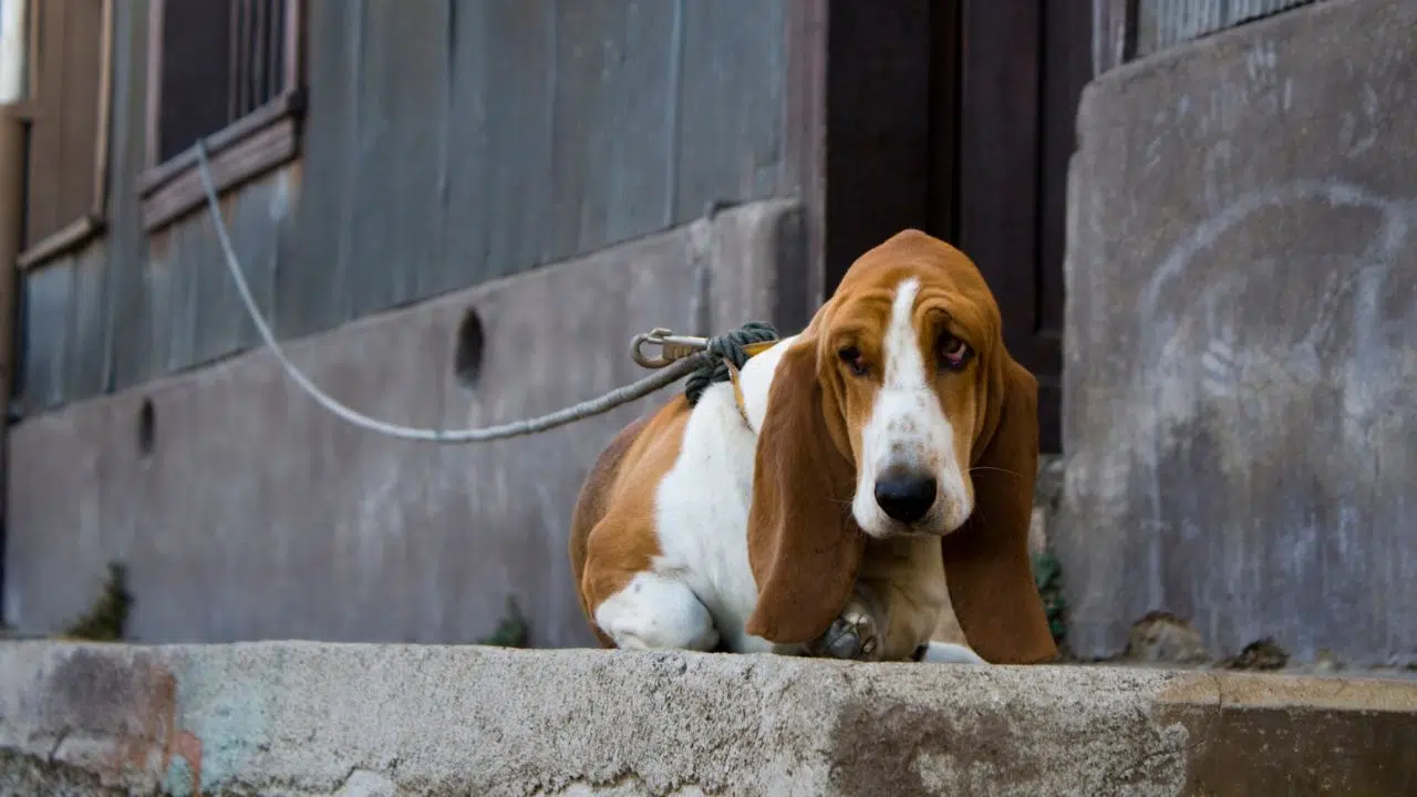 Journée mondiale contre l'abandon des animaux de compagnie le 29 juin 2024 Journée mondiale contre l'abandon des animaux de compagnie le 29 juin 2024