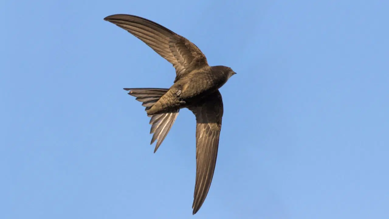 Journée mondiale des martinets le 7 juin 2024 Journée mondiale des martinets le 7 juin 2024