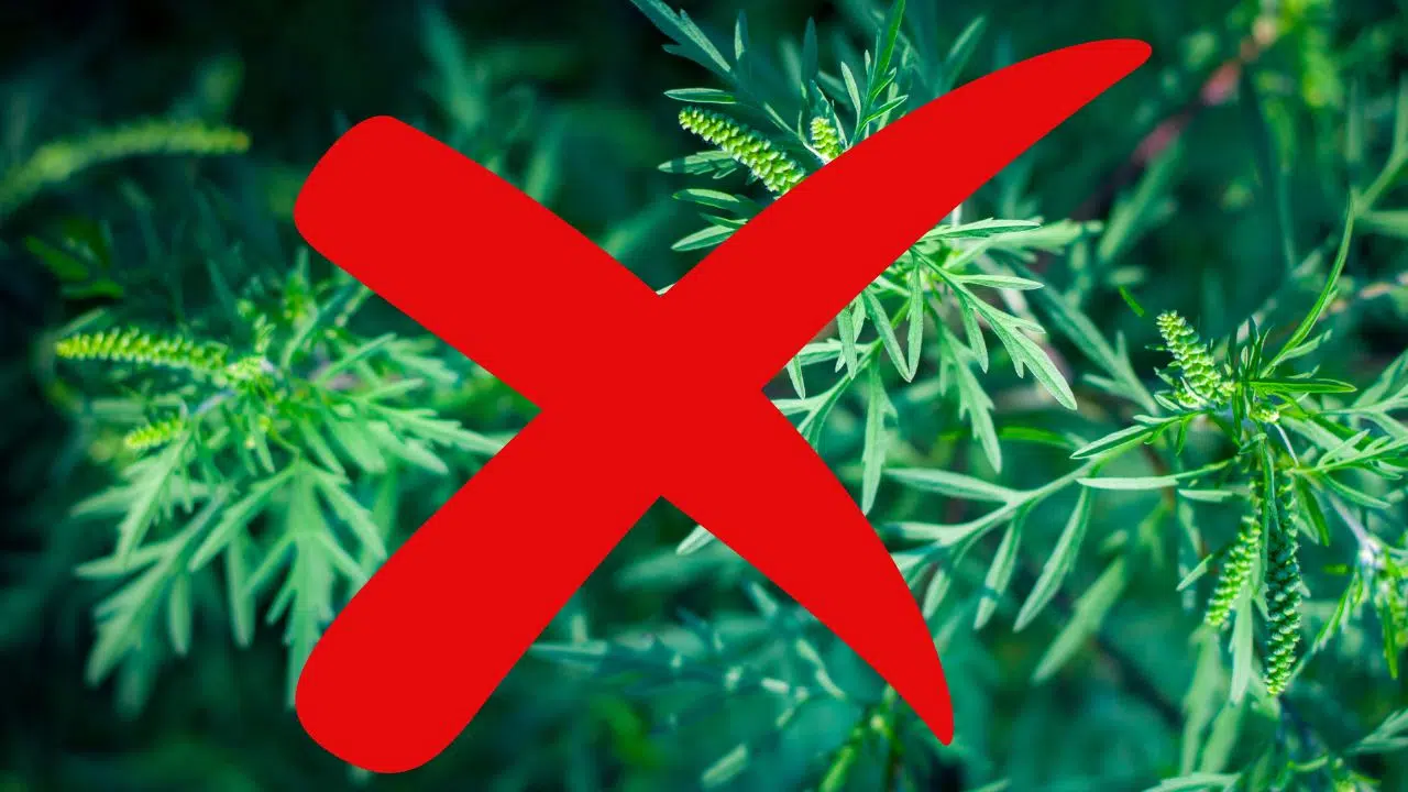 Journées de lutte contre les ambroisies du 15 au 30 juin 2024 Journées de lutte contre les ambroisies du 15 au 30 juin 2024