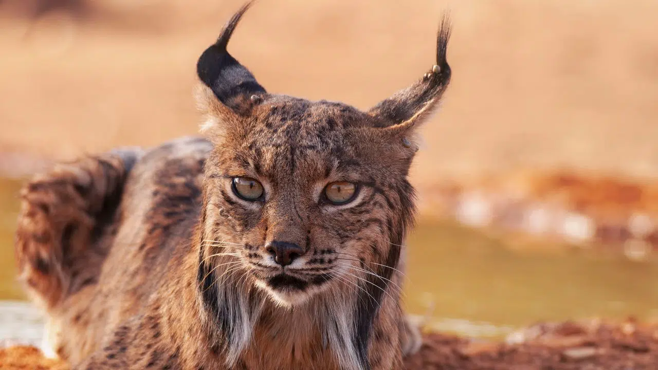 Le Lynx Ibérique une espèce en voie de récupération grâce aux efforts de conservation