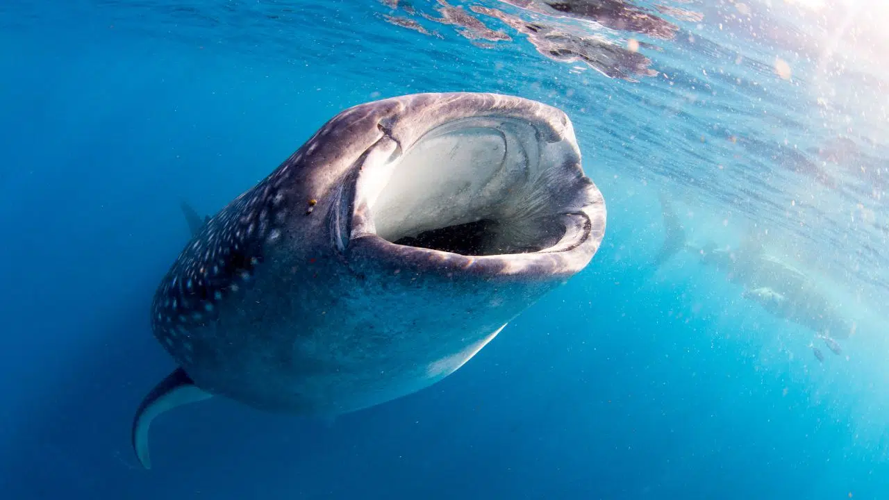 Les requins baleines sont en danger Pourquoi les navires les menacent de disparition Les requins baleines sont en danger Pourquoi les navires les menacent de disparition