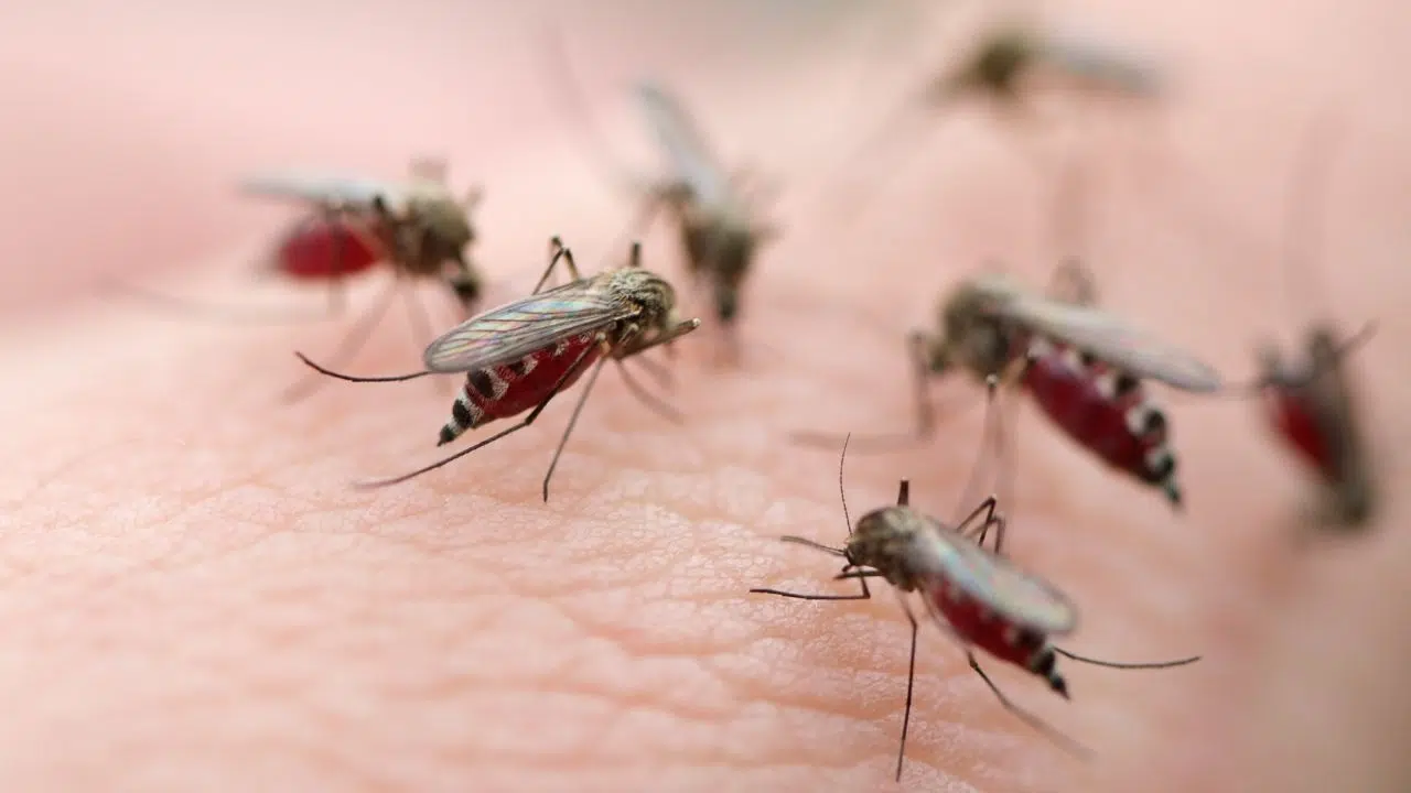 Marre des moustiques Cette innovation française est la solution ultime ! Marre des moustiques Cette innovation française est la solution ultime !