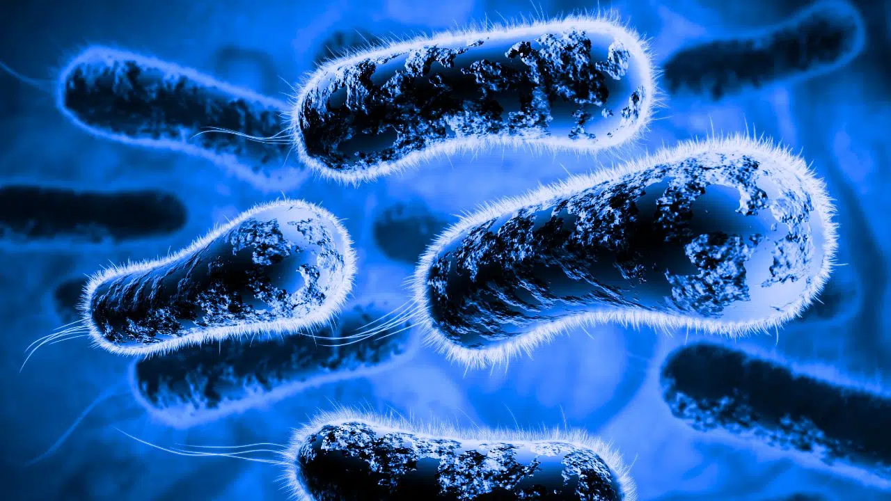 On sait enfin ce qui rend les bactéries potentiellement mortelles On sait enfin ce qui rend les bactéries potentiellement mortelles