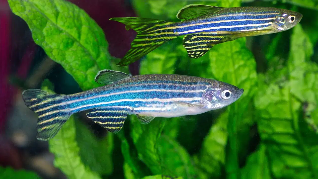 Transfert de pathogènes des animaleries aux labos Révélations par l'étude des poissons-zèbres