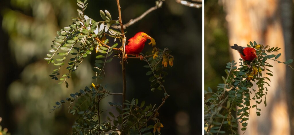 Le 'i'iwi est l'un des oiseaux forestiers que l'on ne trouve nulle part ailleurs. Il y avait autrefois plus de 50 espèces. Aujourd'hui, il n'en reste que 17.
