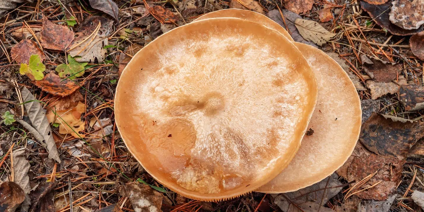 Analyse de la liste rouge des champignons menacés de disparition en France Analyse de la liste rouge des champignons menacés de disparition en France