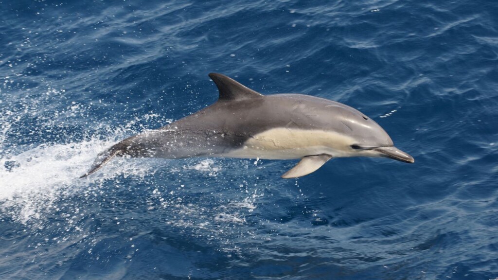 Comment participer à la protection des dauphins