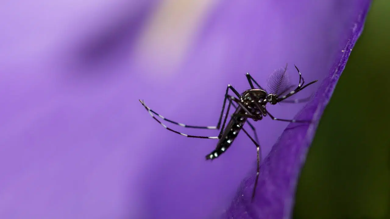 Éliminez les moustiques tigres Les secrets naturels que vous devez connaître