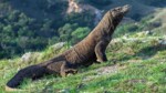 Incroyable découverte : Une fine couche de fer recouvre naturellement les dents du dragon de Komodo (le plus grand lézard prédateur du monde)