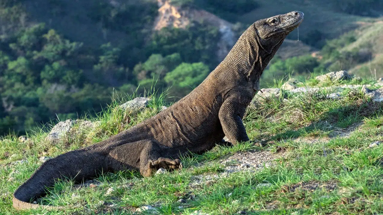 Incroyable découverte : Une fine couche de fer recouvre naturellement les dents du dragon de Komodo (le plus grand lézard prédateur du monde) Incroyable découverte : Une fine couche de fer recouvre naturellement les dents du dragon de Komodo (le plus grand lézard prédateur du monde)
