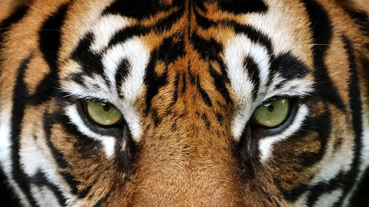 Journée Internationale du Tigre le 29 juillet 2024 Journée Internationale du Tigre le 29 juillet 2024