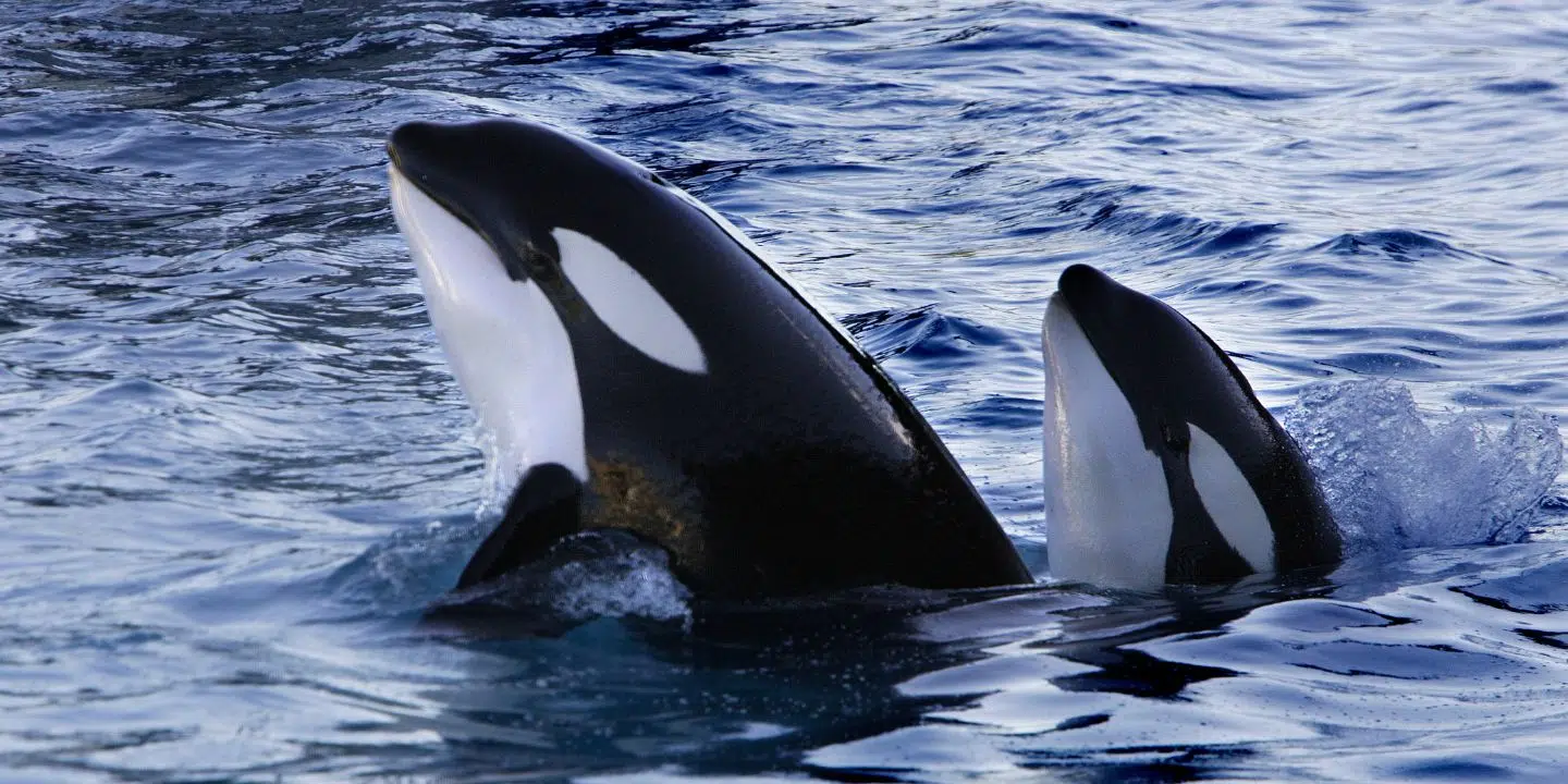 Journée Mondiale de l'Orque le 14 juillet 2024 Journée Mondiale de l'Orque le 14 juillet 2024