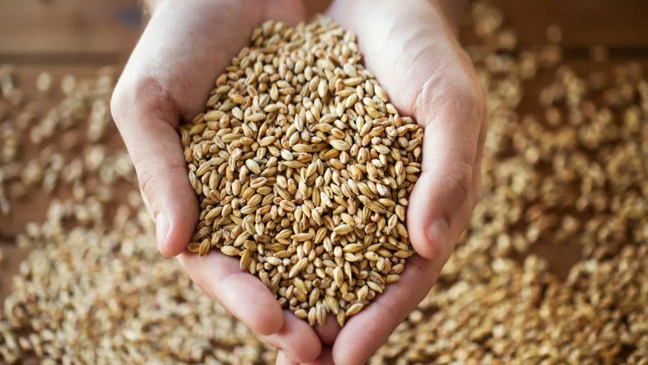 Journée internationale du fonio du 27 juillet 2024 Journée internationale du fonio du 27 juillet 2024