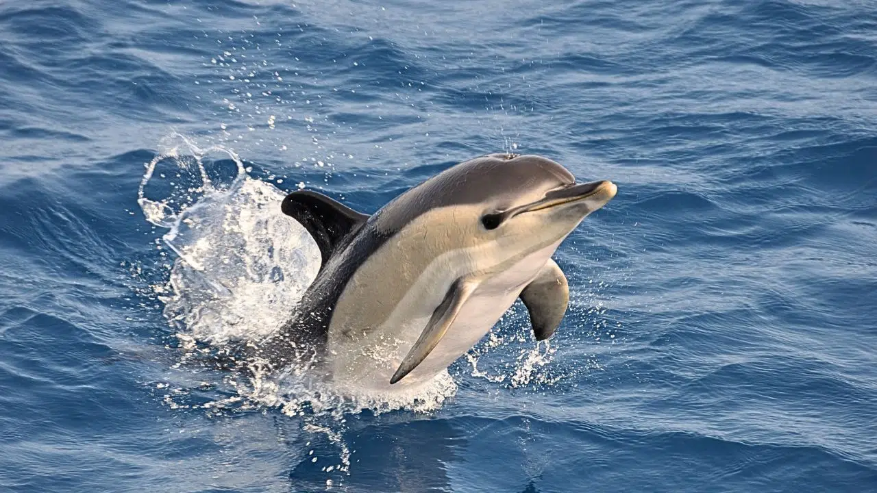 Journée mondiale des dauphins le 23 juillet 2024 Journée mondiale des dauphins le 23 juillet 2024