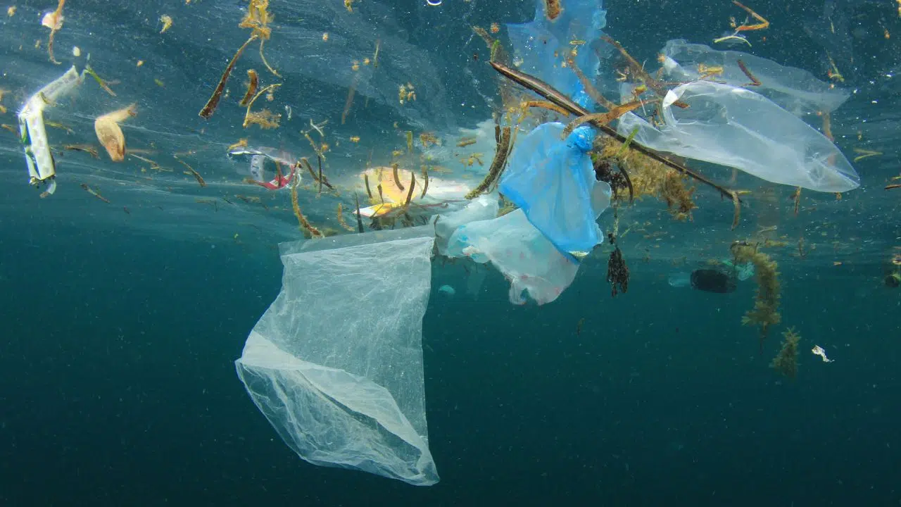 Journée mondiale sans sacs plastique le 3 juillet 2024 Journée mondiale sans sacs plastique le 3 juillet 2024