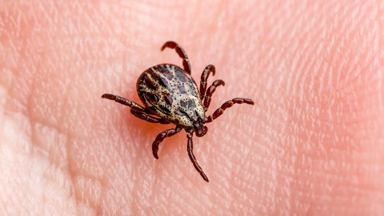 La menace silencieuse Tout savoir sur les tiques et les risques pour la santé La menace silencieuse Tout savoir sur les tiques et les risques pour la santé