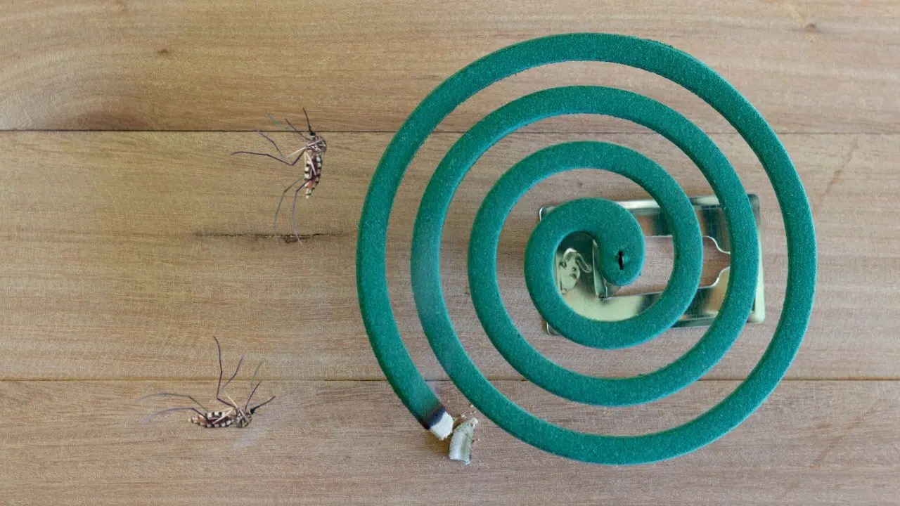 Le Katori-senko (Méthode Japonaise) pour se débarrasser des moustiques dans la maison Le Katori-senko (Méthode Japonaise) pour se débarrasser des moustiques dans la maison