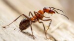 Les fourmis chirurgiennes Comment elles décident quand amputer pour éviter la mortalité